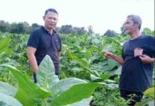 Marzul Veri: Sumbar Berpeluang Jadi Sentra Tembakau Nasional, Impor Masih Terlalu Dominan