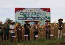 Dukung Program Nasional, Polres Landak Sukseskan Panen Raya Jagung Kuartal IV 2025