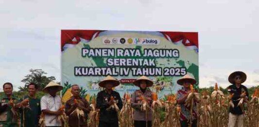 Dukung Program Nasional, Polres Landak Sukseskan Panen Raya Jagung Kuartal IV 2025