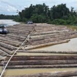 Kementerian Kehutanan Tanggapi Isu Pengangkutan Kayu di Kapuas, Pastikan Legal dan Diawasi Ketat