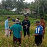 Agus Syahdeman Turun ke Sawah Bersama Petani Cupak, Serap Aspirasi Pemberantasan Hama Tikus