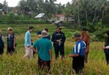 Agus Syahdeman Turun ke Sawah Bersama Petani Cupak, Serap Aspirasi Pemberantasan Hama Tikus