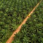 Sawit dan Kedaulatan Energi: Dari Kolonialisme hingga Era Transformasi Nasional