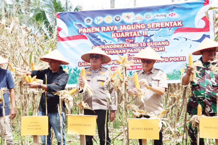 Asisten-II-Setda-Agam-Andrinaldi-ikuti-panen-raya-jagung-serentak-kuartal-II-di-lahan-pertanian-masyarakat-yang-digelar-Polres-Agam.jpg