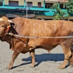 Sapi Kurban Presiden Menjangkau Pelosok Negeri, 1.098 Ekor Didistribusikan hingga Kabupaten dan Kota