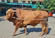Sapi Kurban Presiden Menjangkau Pelosok Negeri, 1.098 Ekor Didistribusikan hingga Kabupaten dan Kota